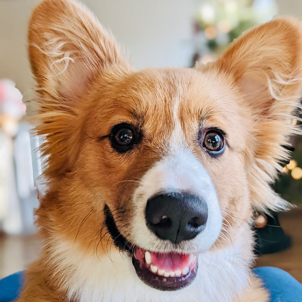 Meet your Posher, Diana